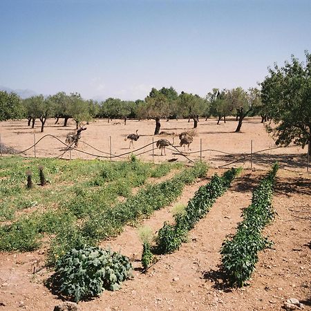 Agroturismo Es Quatre Cantons Binissalem Zewnętrze zdjęcie